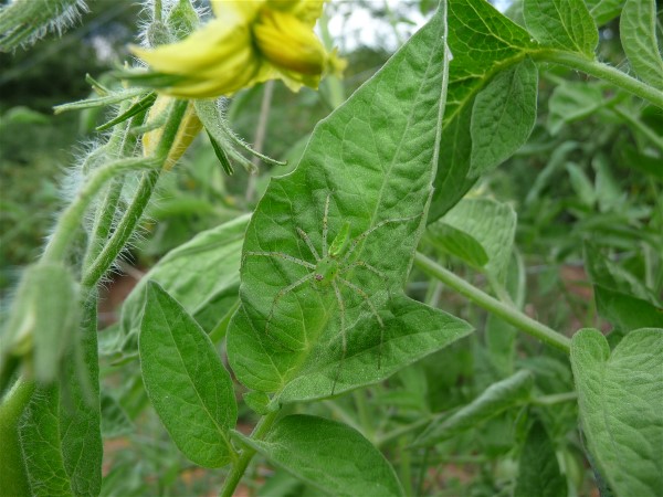 Web 2014-07-07-19 Heirloom Tomato Unscreened Compost Green Spider 153.jpg